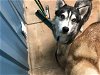adoptable Dog in roswell, GA named Annalise