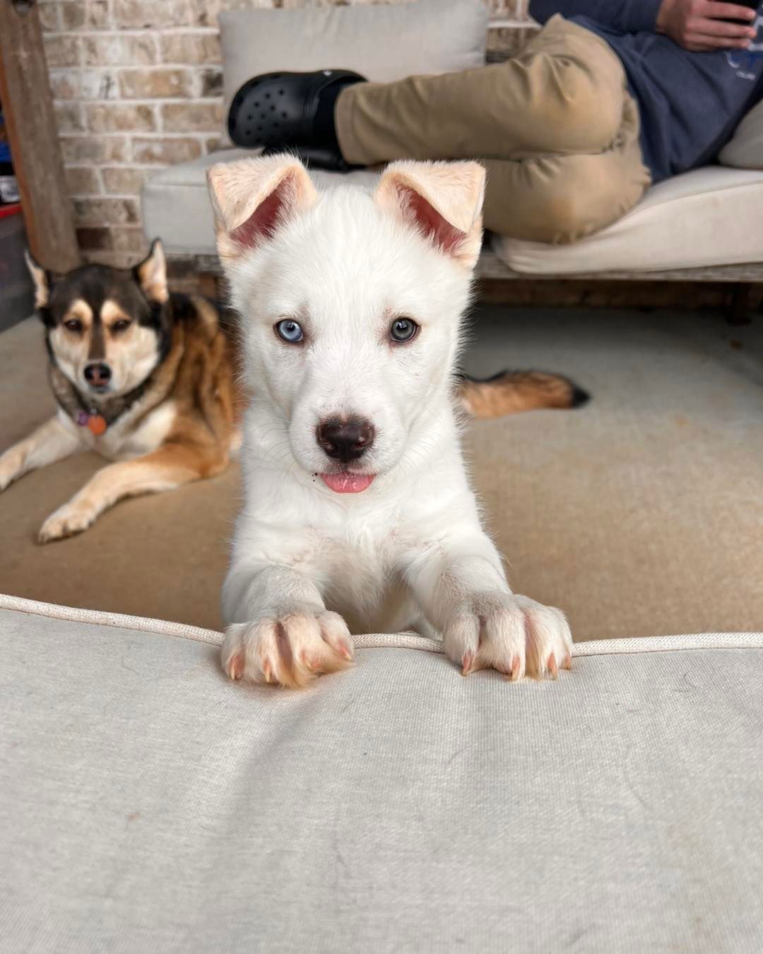 Dog for Adoption - Hank, a Siberian Husky in Woodstock, GA