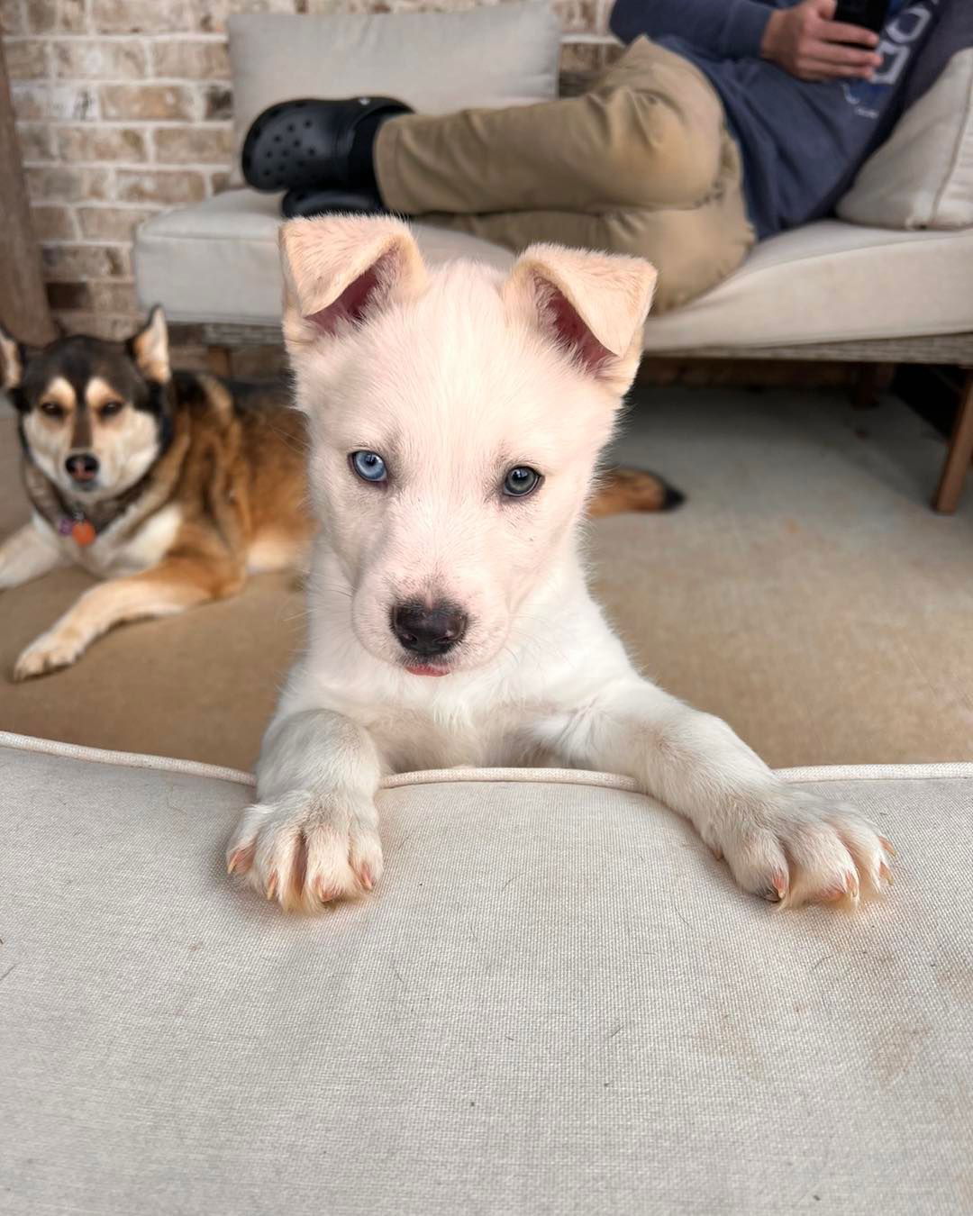 Dog for Adoption - Hank, a Siberian Husky in Woodstock, GA