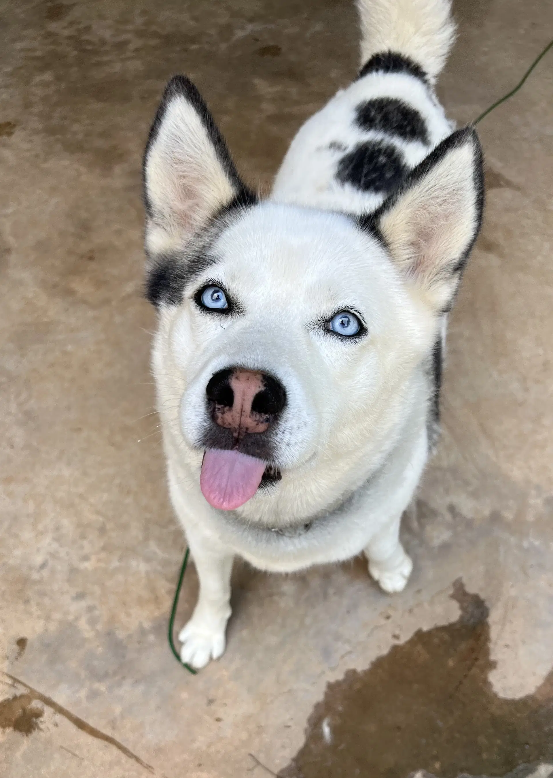 Resa - Siberian Husky