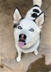 adoptable Dog in roswell, GA named Resa