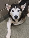 Onyx - Photo 6