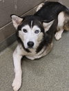 Onyx - Photo 5