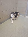 Onyx - Photo 7