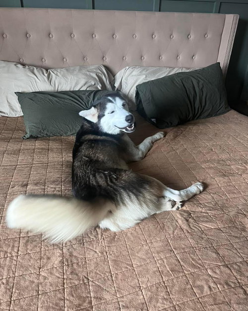 ONYX - Siberian Husky available for adoption