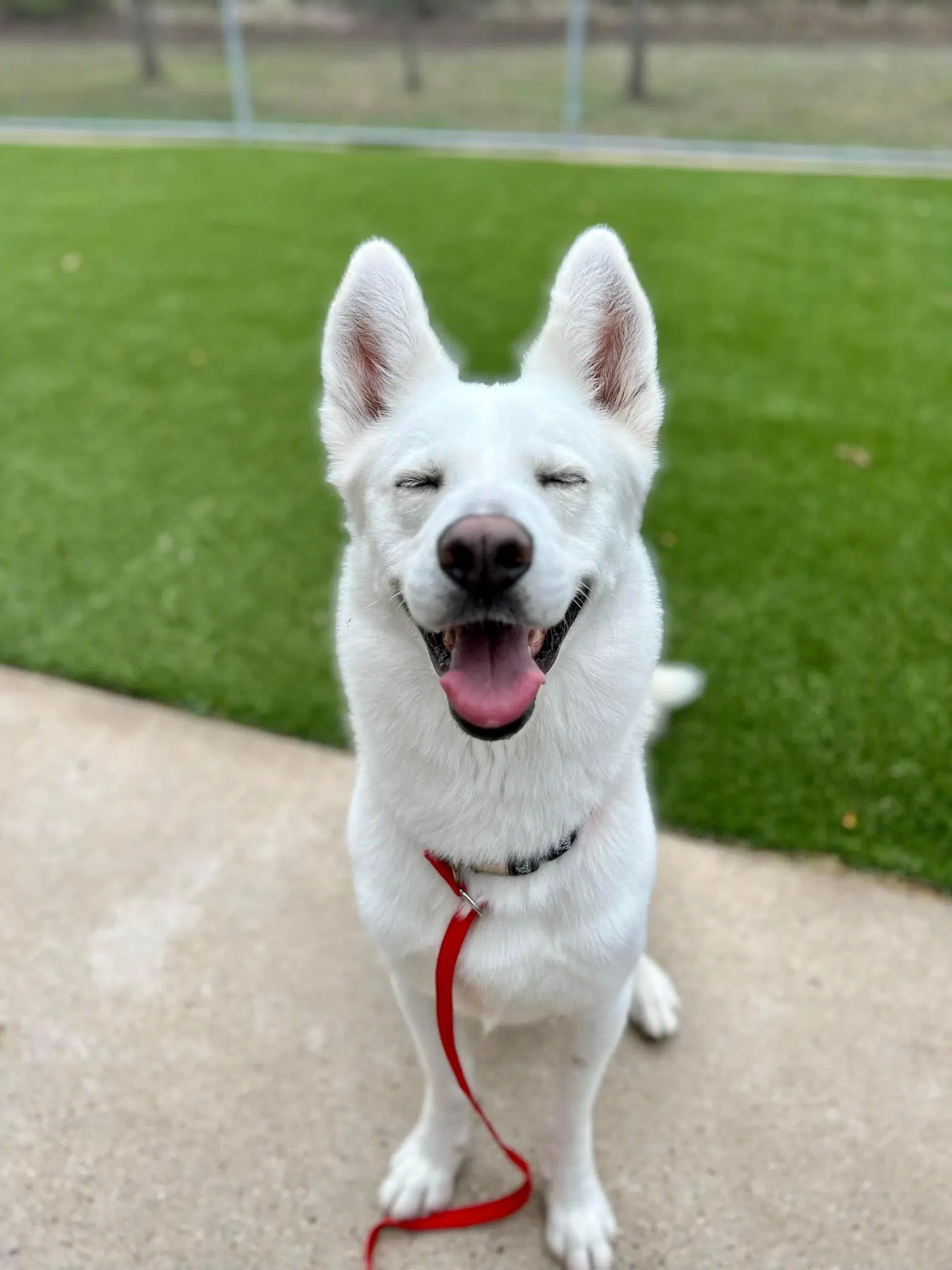 Ernie  Adoption Fee All Dogs - Siberian Husky
