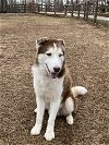 adoptable Dog in , GA named Nolan