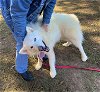 adoptable Dog in roswell, GA named Kenai 2 $100 adoption fee ALL DOGS