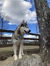 adoptable Dog in roswell, GA named Aspen $100 adoption fee ALL DOGS