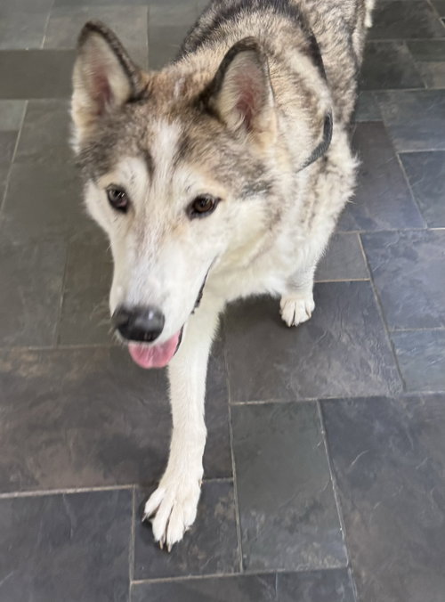 KOVU - Alaskan Malamute / Siberian Husky available for adoption
