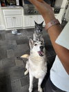 Kovu - Photo 3