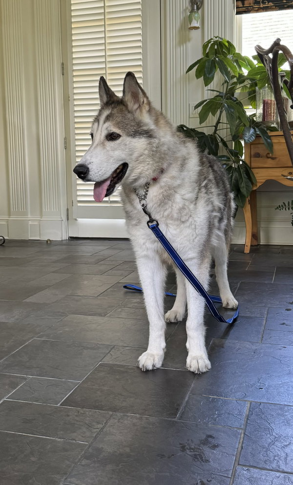 Kovu