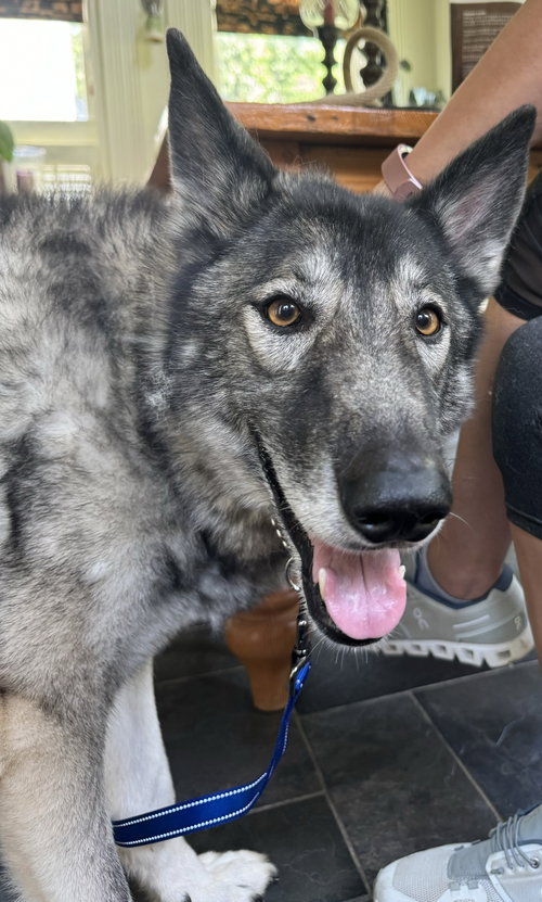 MEMPHIS - Alaskan Malamute / Siberian Husky available for adoption