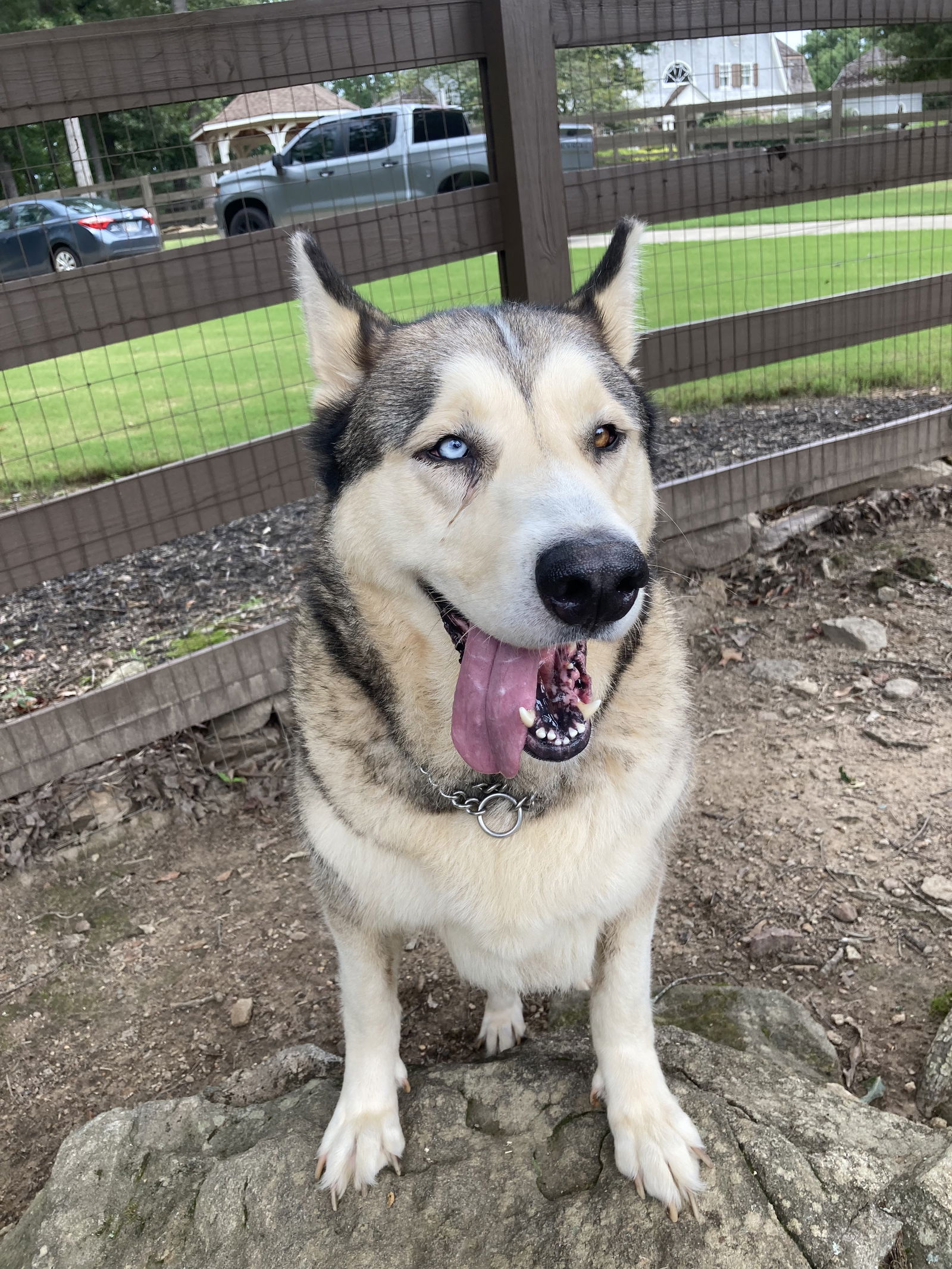 adoptable Dog in Roswell, GA named Thor