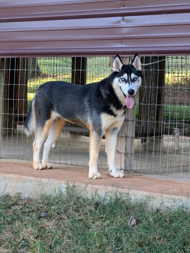 adoptable Dog in Roswell, GA named Pandora