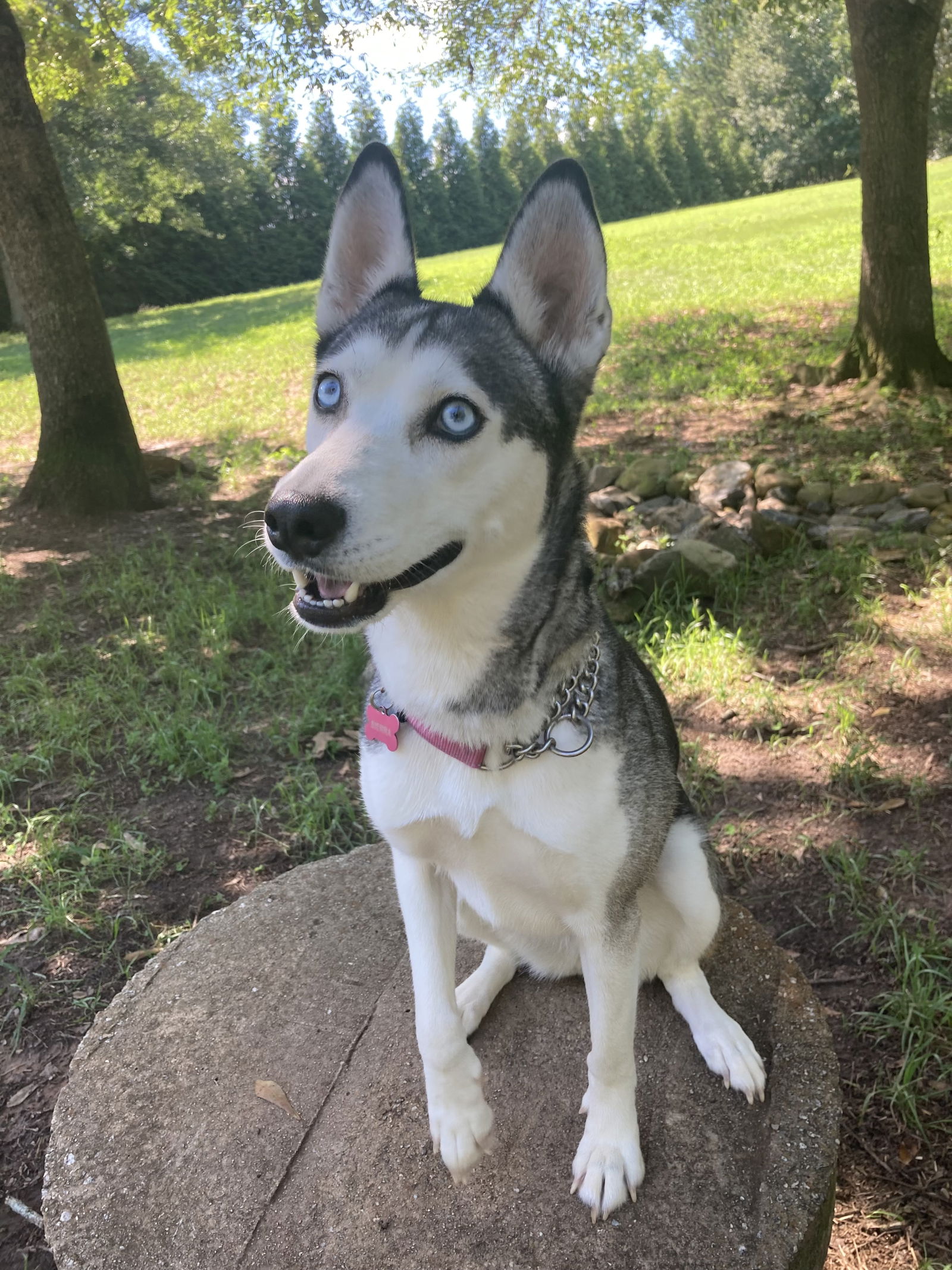 adoptable Dog in Roswell, GA named Sierra