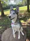 adoptable Dog in Roswell, GA named Sierra
