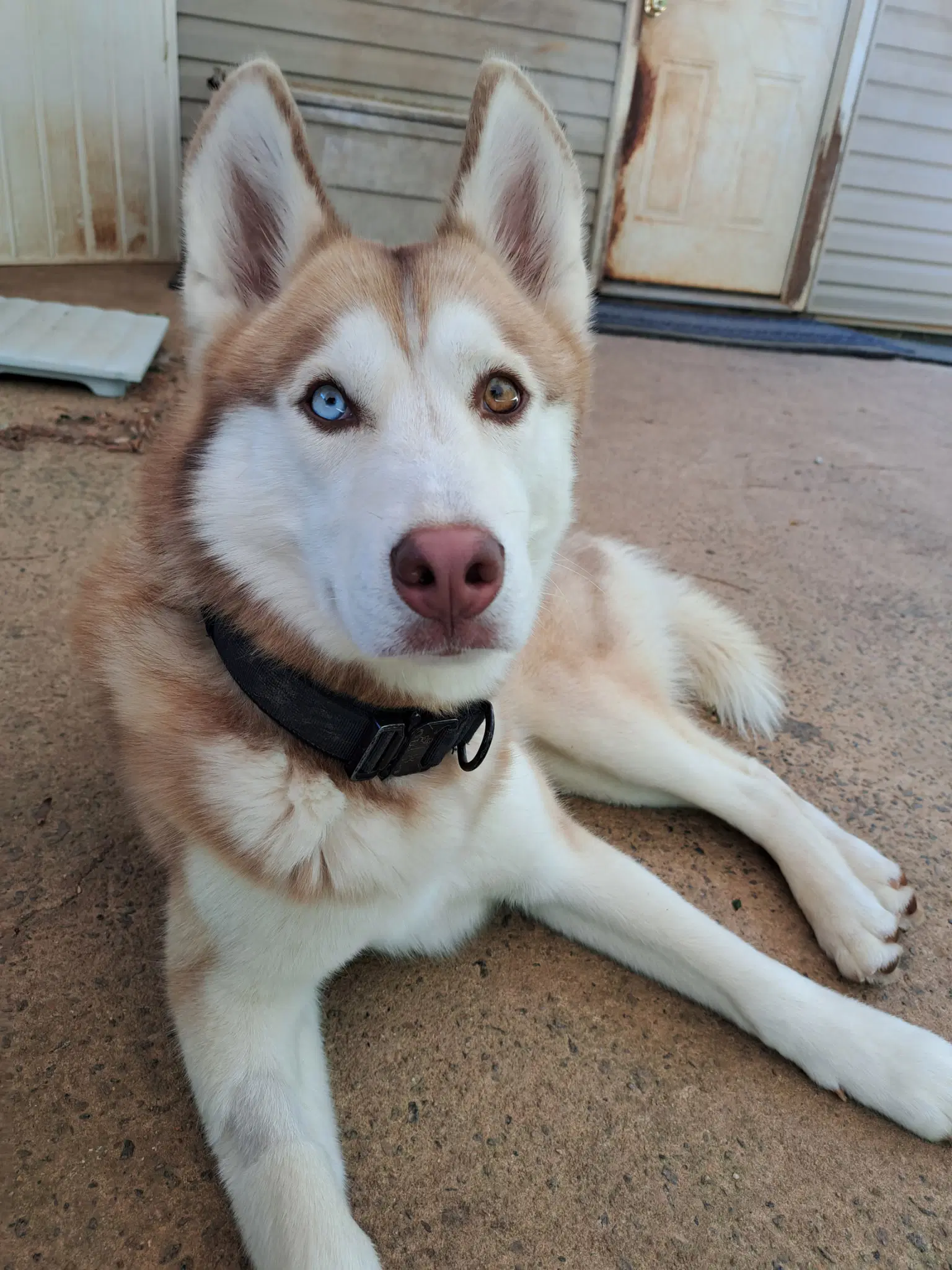 Sev - Siberian Husky