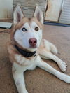 adoptable Dog in  named Sev
