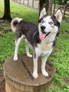 adoptable Dog in  named Cicero