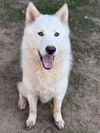adoptable Dog in Roswell, GA named Edur
