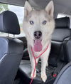 adoptable Dog in  named Hoosier