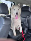 adoptable Dog in  named Hoosier