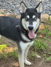 adoptable Dog in Roswell, GA named Tallulah(Tally)