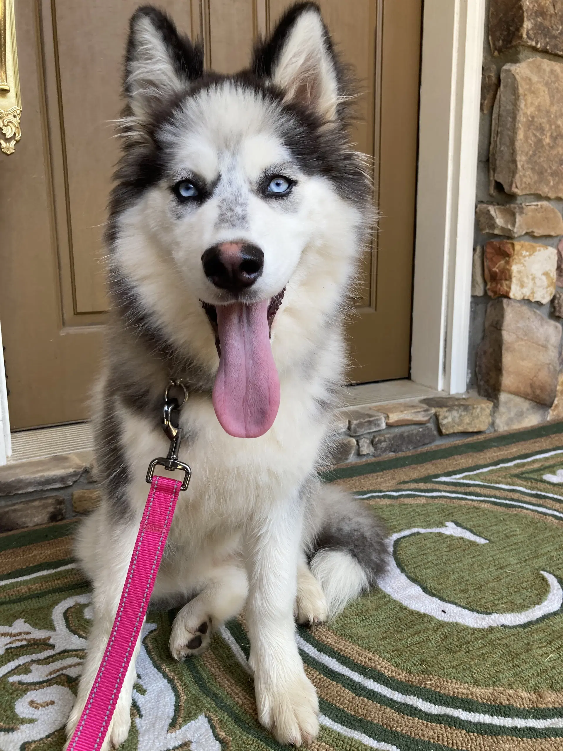 Nyx - Siberian Husky