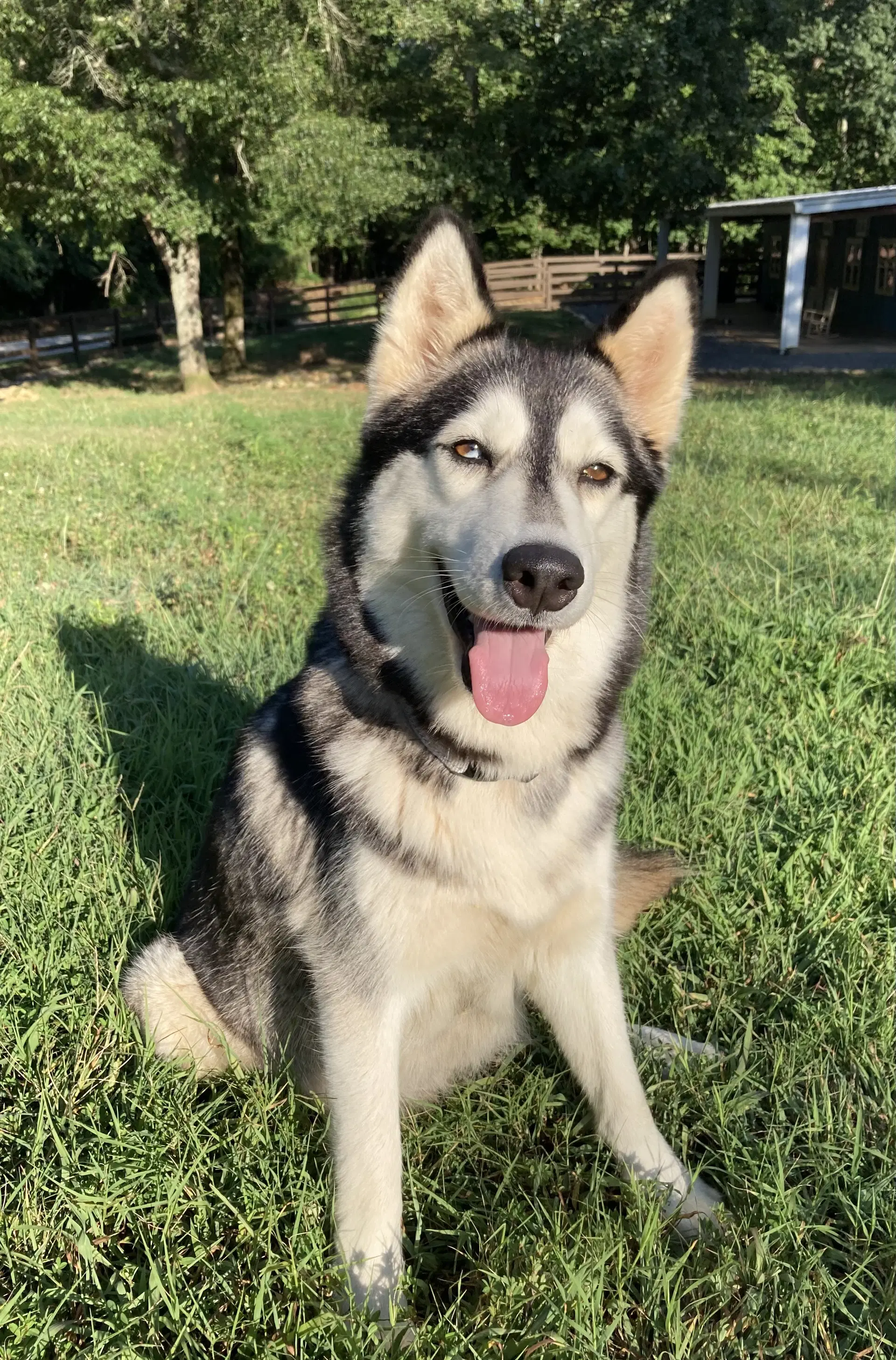 Luna - Siberian Husky