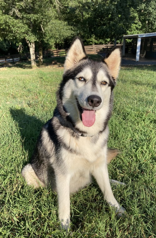 LUNA - Siberian Husky available for adoption