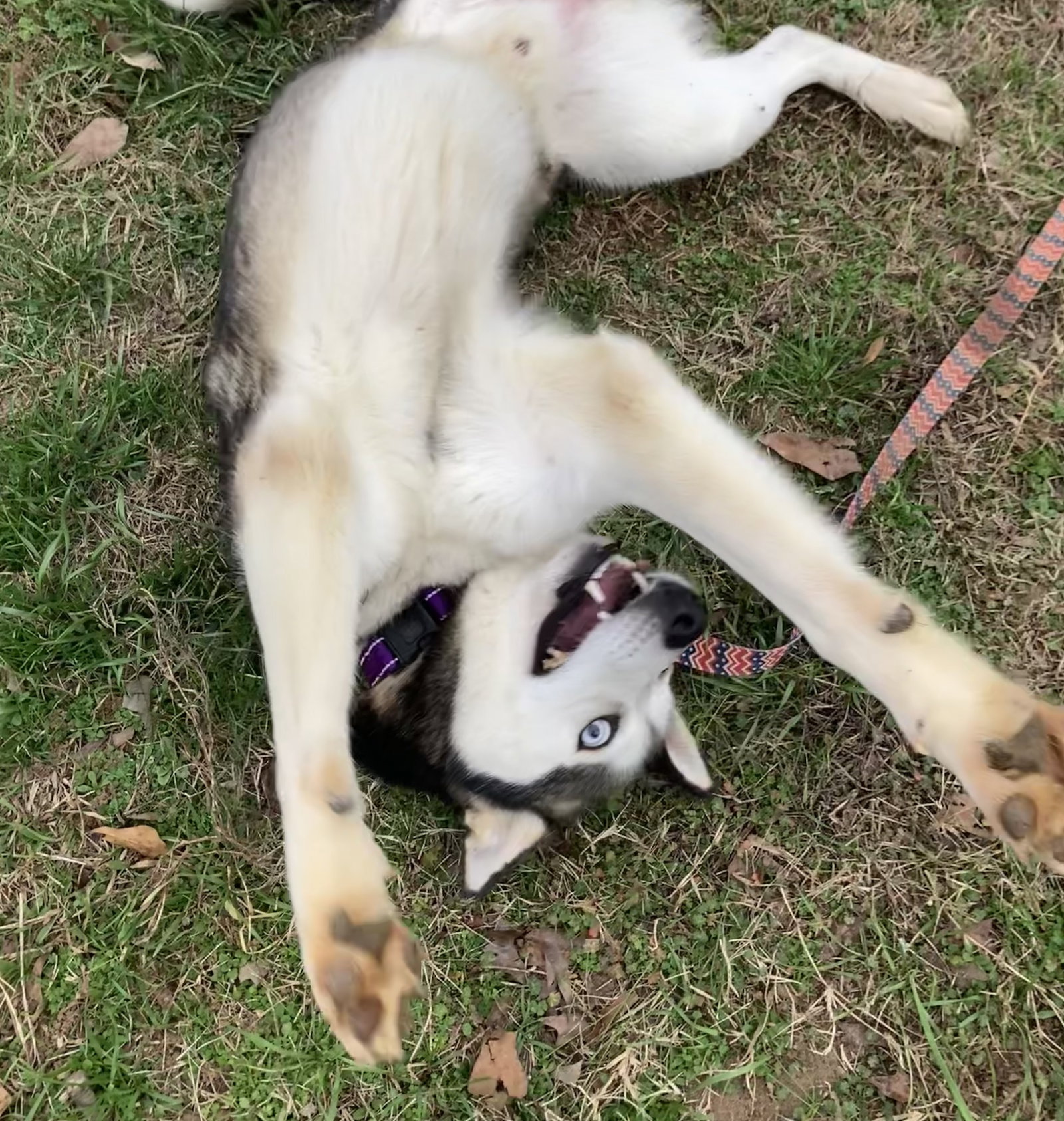 Loki