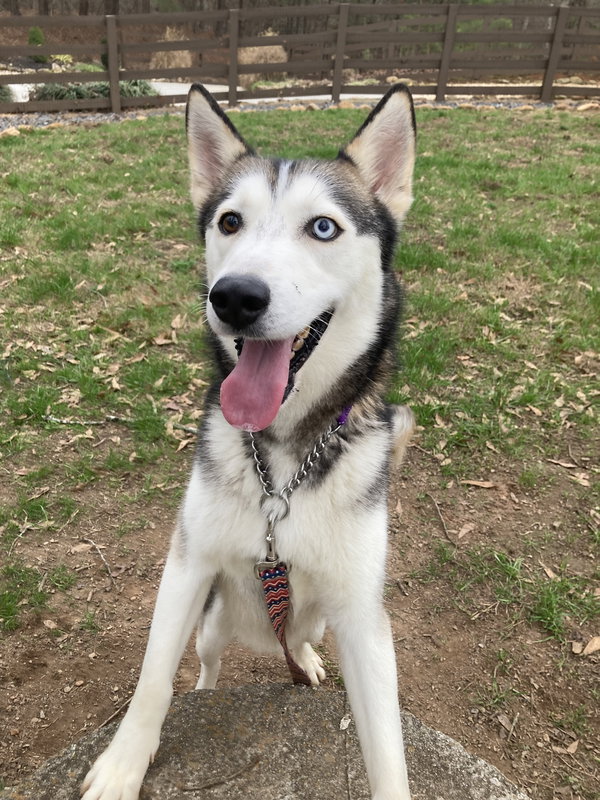 Loki