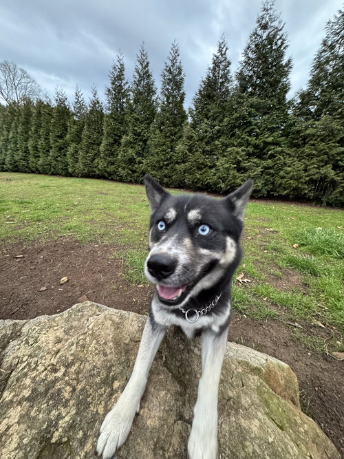 picture of the dog needing adoption