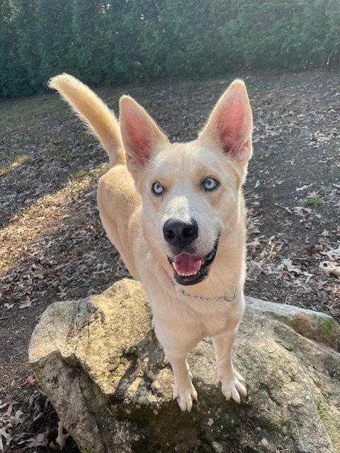 picture of the dog needing adoption