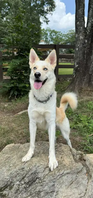 Orion - Siberian Husky