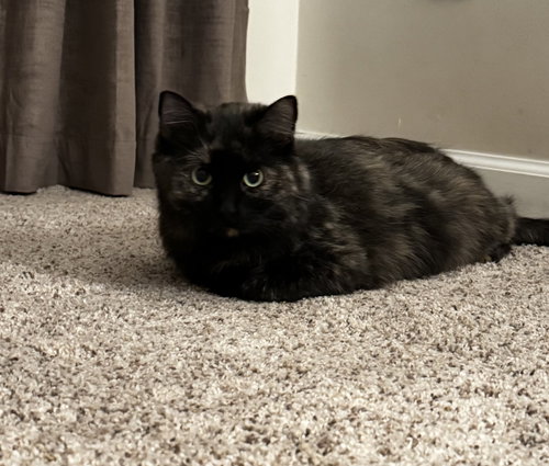 Molly, Young Tortoiseshell (medium coat), cat for adoption in Marietta, Georgia