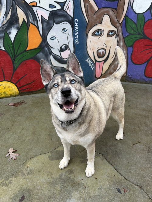 picture of the dog needing adoption