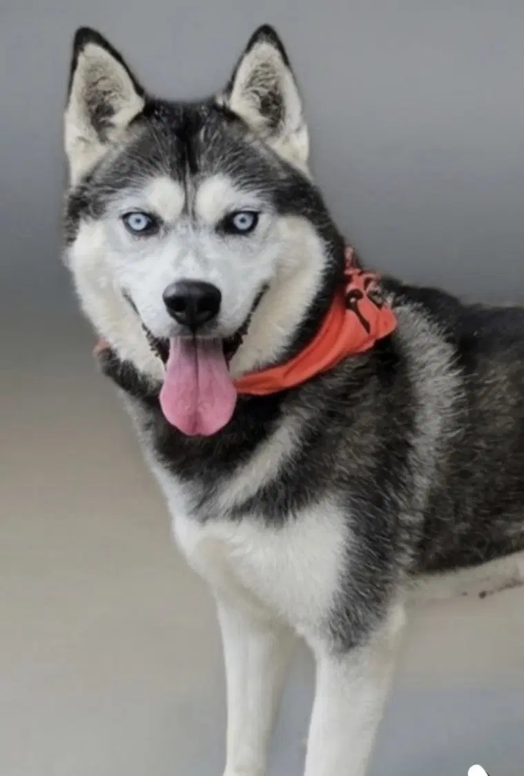 Neo - Siberian Husky