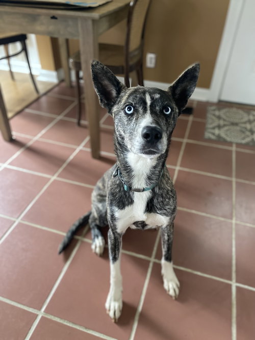 picture of the dog needing adoption