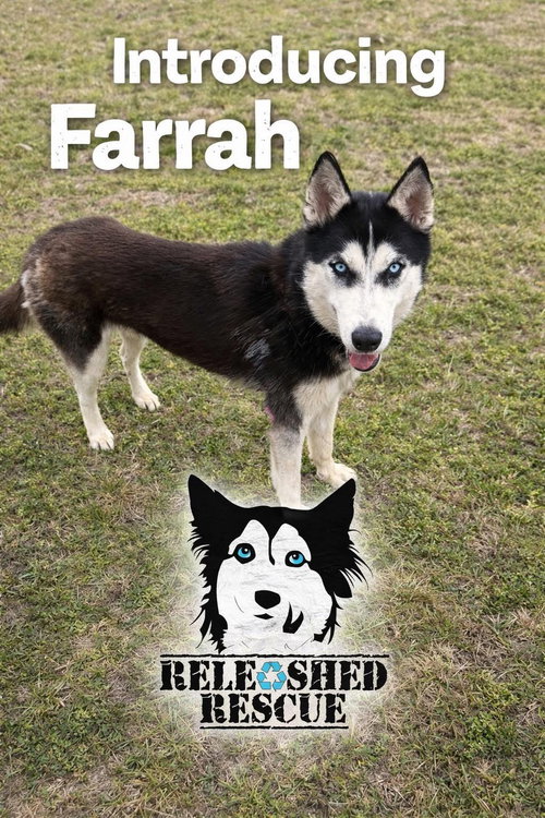 Farrah, an adoptable Siberian Husky in Roswell, GA