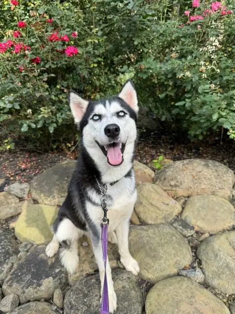 Farrah - Siberian Husky