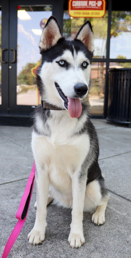 Farrah, a dog for adoption from Releashed Rescue