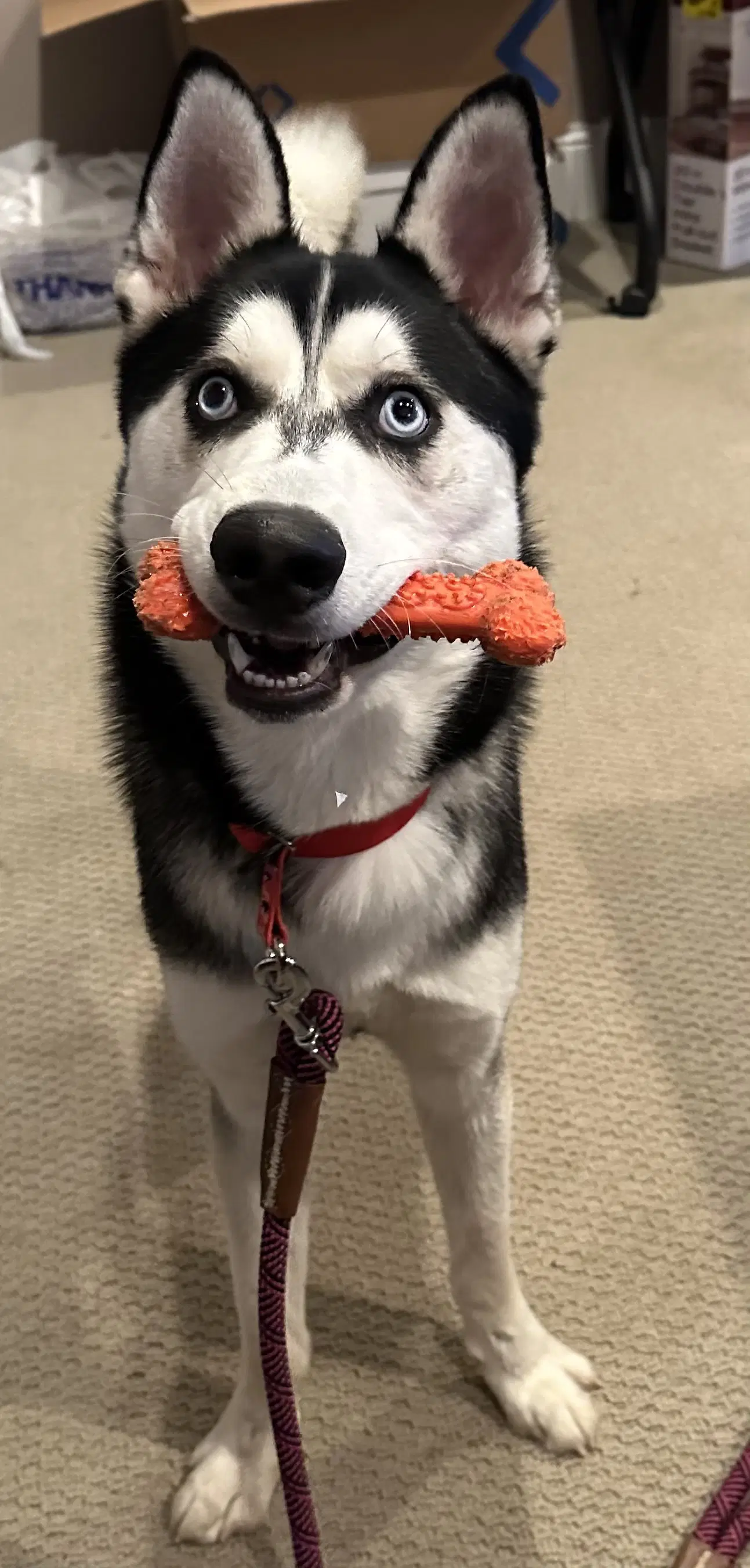 King - Siberian Husky