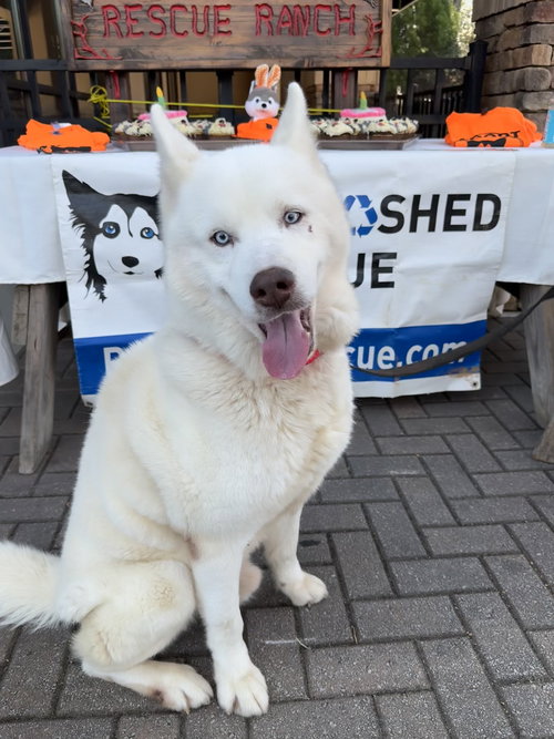 Abel, an adoptable Siberian Husky in Roswell, GA