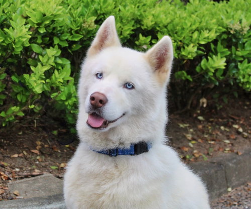 Abel, an adoptable Siberian Husky in Roswell, GA