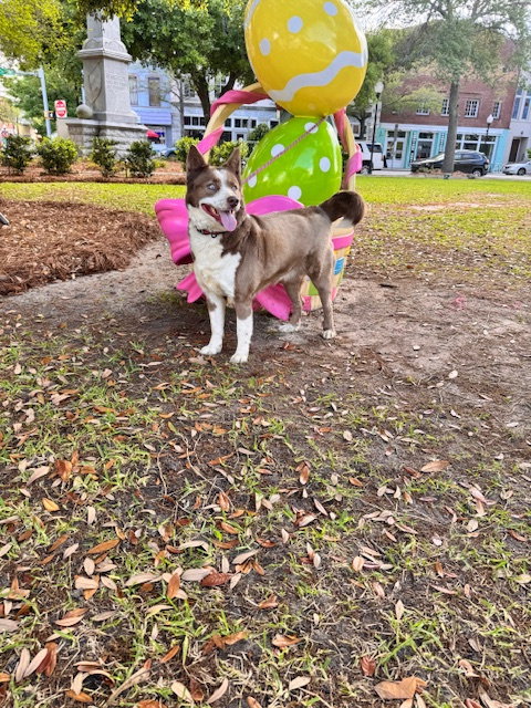 Fifi, an adoptable Australian Shepherd in Roswell, GA