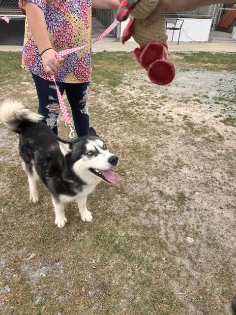 Koba