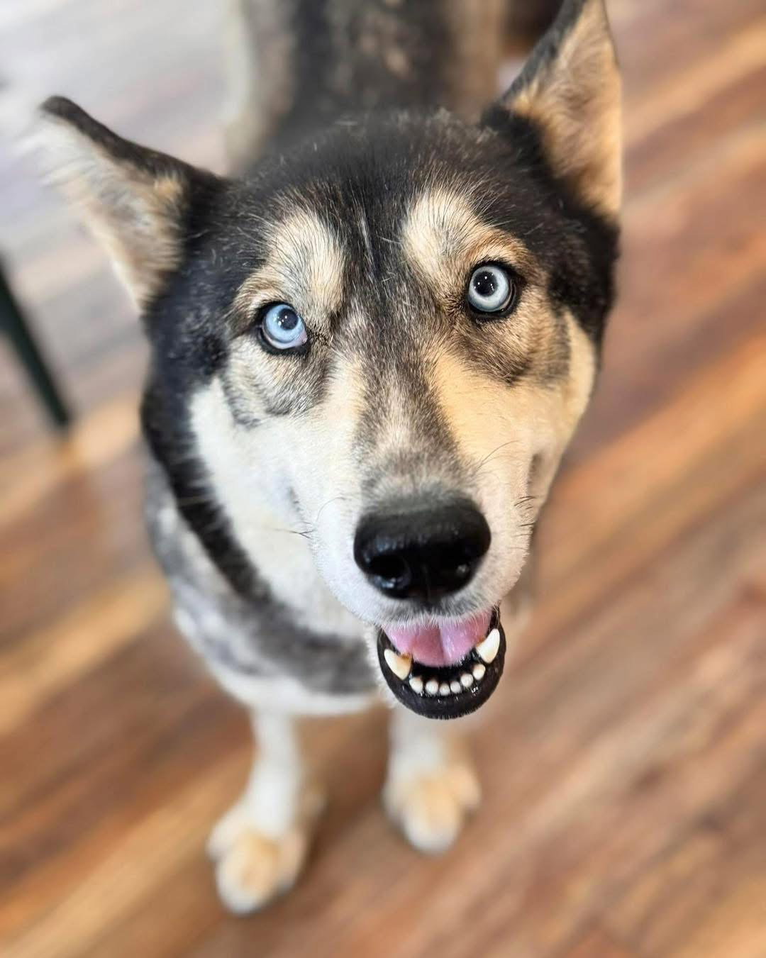 Freya