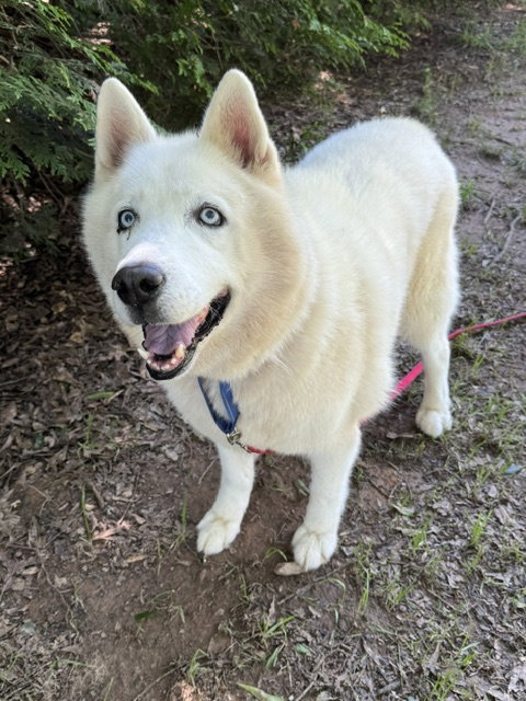 Nova